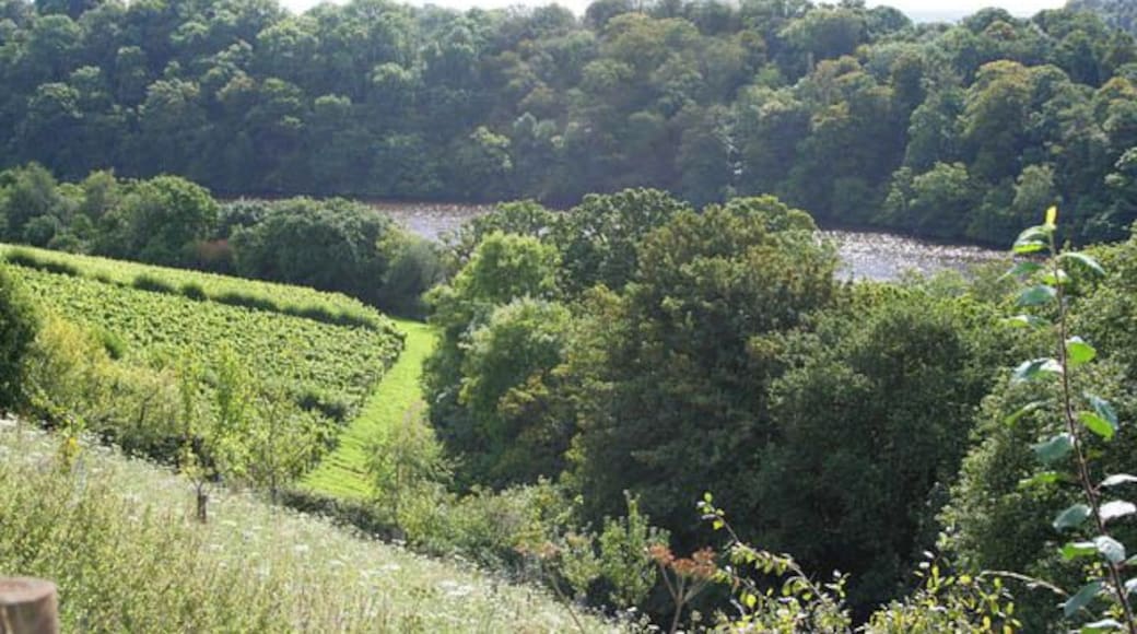 Sharpham Vineyard Looking towards Sharpham Reach on the River Dart from the track below Sharpham House. The vines are grown on 9 acres of south facing slopes on a tight bend in the river. Because of the steeply rising ground beyond there is a sheltered micro climate giving good growing conditions. The vines in this picture are Dornfelder and Pinot Noir for the rosé and red wines. The trees on the opposite side of the river are in SX8357.