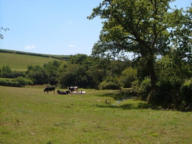 Meadow by Collaford Bridge. Cows graze beside a small tributary of the Gara.