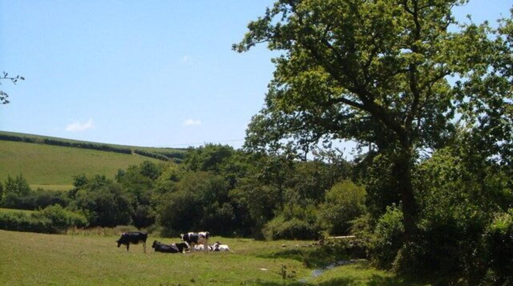 Meadow by Collaford Bridge. Cows graze beside a small tributary of the Gara.