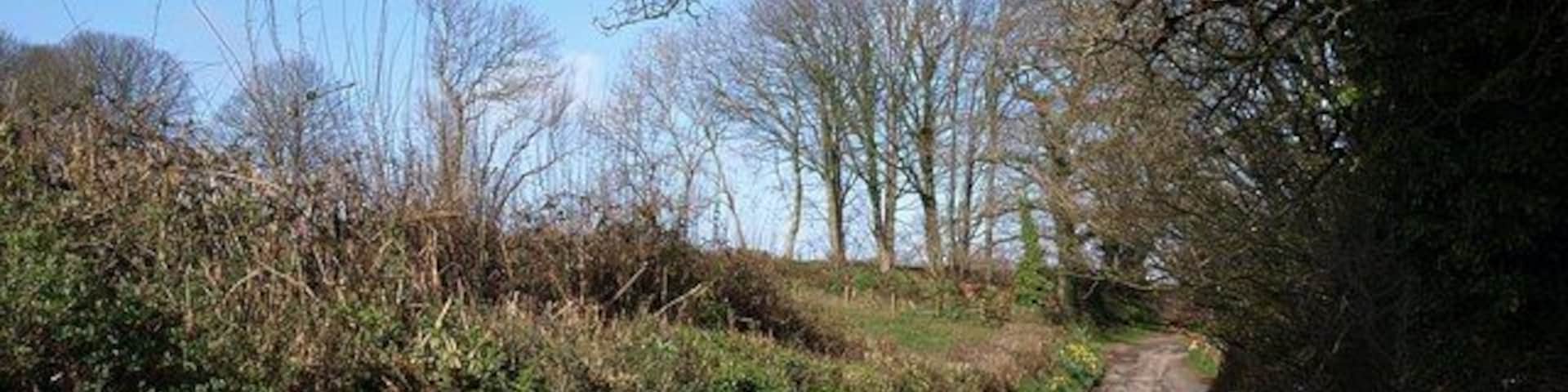 Lane from Bickleigh Farm. Approximately a reverse view of the stretch of lane seen in 1242060.
