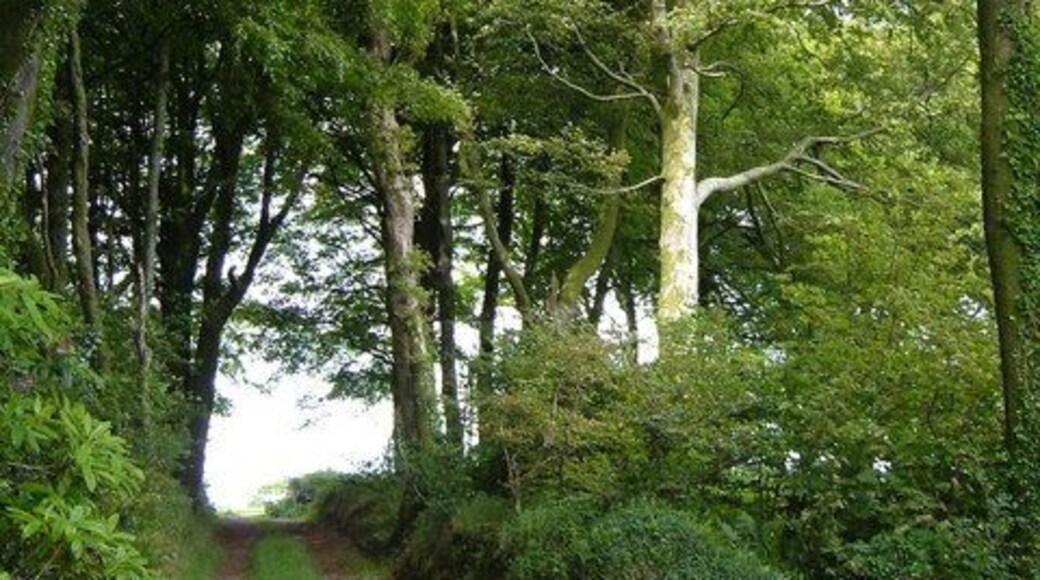 Footpath beside Wadstray House. The footpath from the lane near Cotterbury approaches the A3122 along this track between the fine trees surrounding Wadstray House, which is off to the right.
