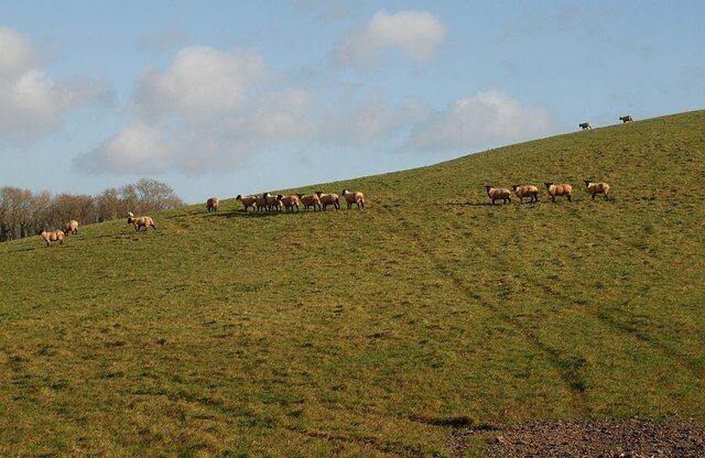 Sheep near Aish Sheep follow a trod around a hill northwest of Aish. Seen from a gateway on the lane to Longcombe.