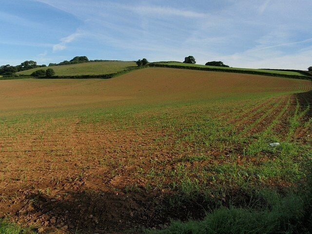 Maize field, near Broadhempston. A view northwestwards across the field shown in 854109. Above rises Beacon Hill, whose western slopes are wooded.