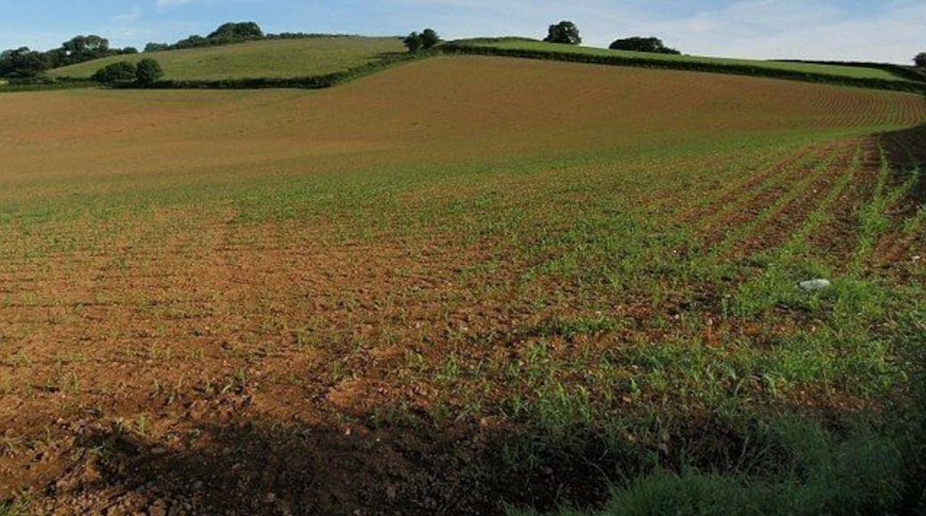 Maize field, near Broadhempston. A view northwestwards across the field shown in 854109. Above rises Beacon Hill, whose western slopes are wooded.