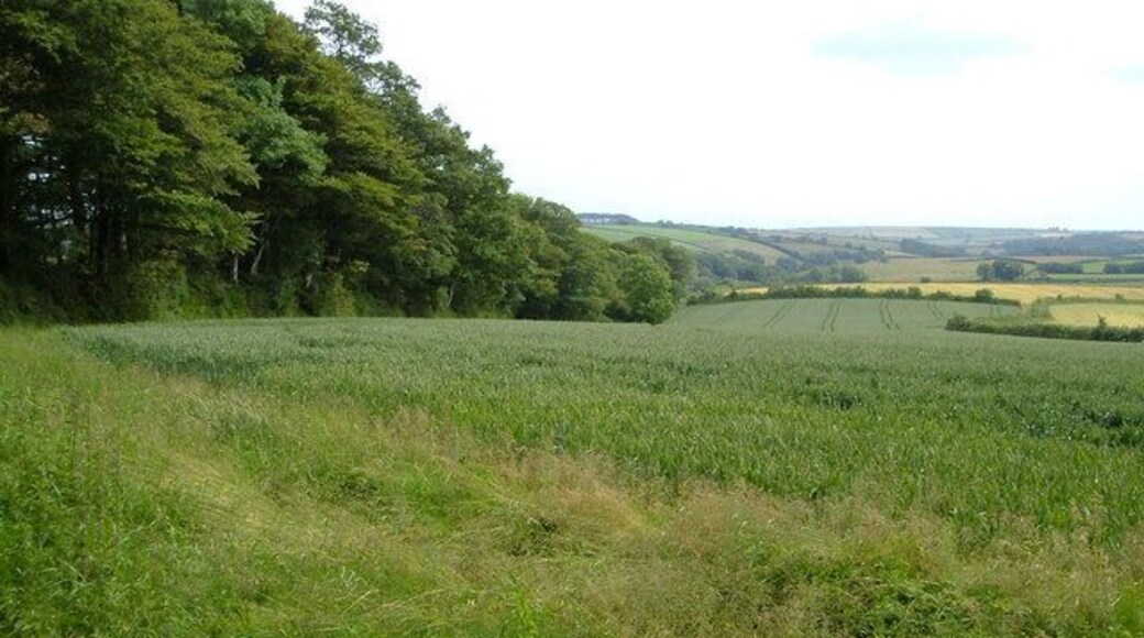 Field near Wadstray House. From the footpath near Wadstray House. On the left is a shelter belt protecting the grounds of the house on the western side.