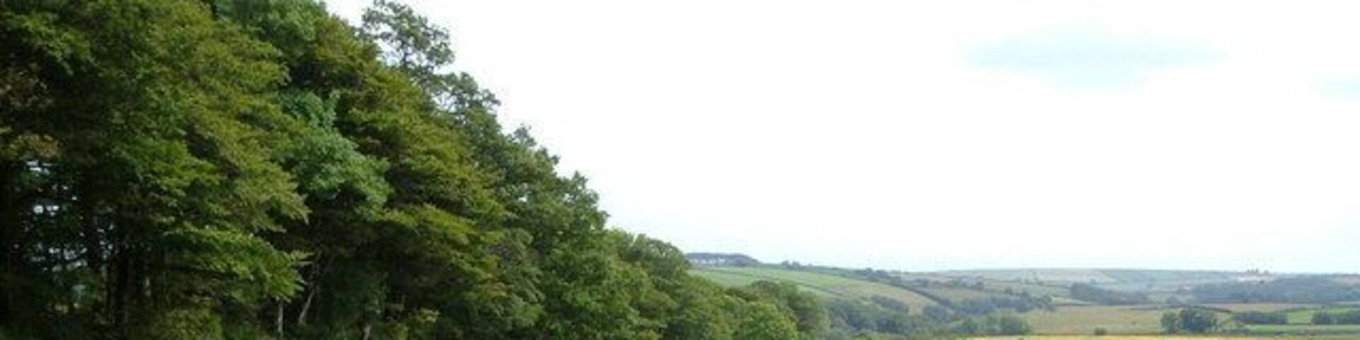 Field near Wadstray House. From the footpath near Wadstray House. On the left is a shelter belt protecting the grounds of the house on the western side.