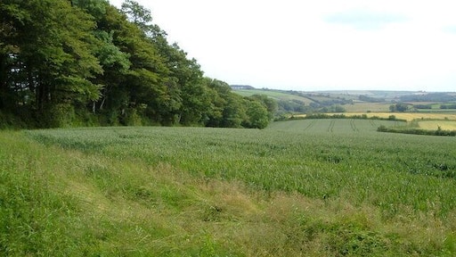 Field near Wadstray House. From the footpath near Wadstray House. On the left is a shelter belt protecting the grounds of the house on the western side.