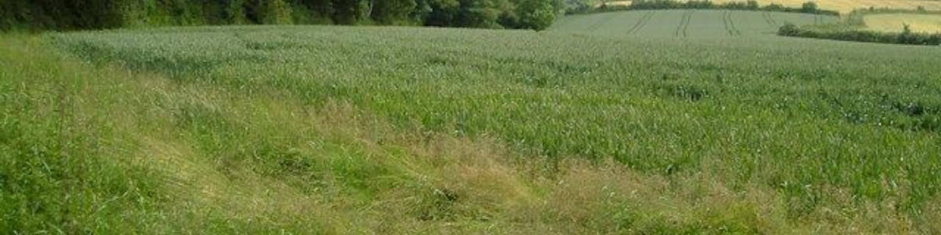 Field near Wadstray House. From the footpath near Wadstray House. On the left is a shelter belt protecting the grounds of the house on the western side.
