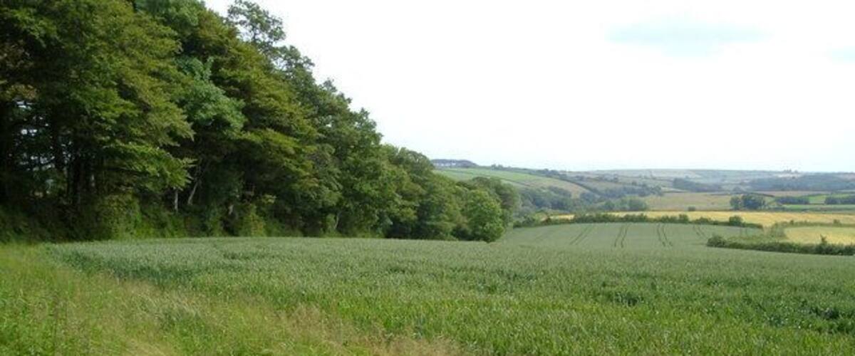 A grassy field with trees in the background.