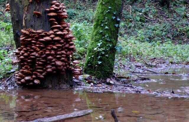 Tree Fungus in waterlogged woods The heavy fungus growth is on a dead tree in some waterlogged woods close to the path that runs first north east from Cornworthy and then north to Bow Creek.