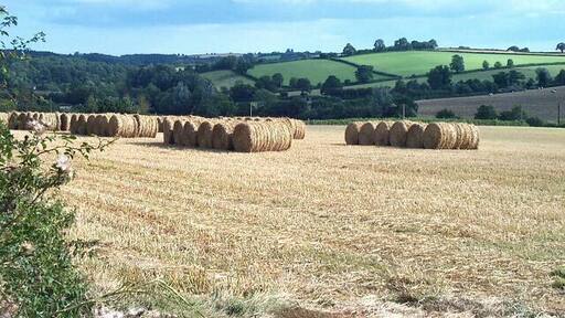 Harvest in at Fishacre Barton.
