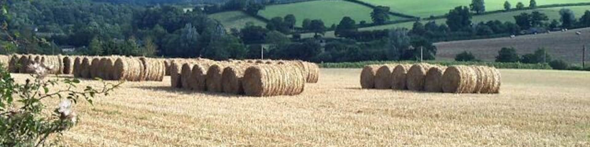 Harvest in at Fishacre Barton.
