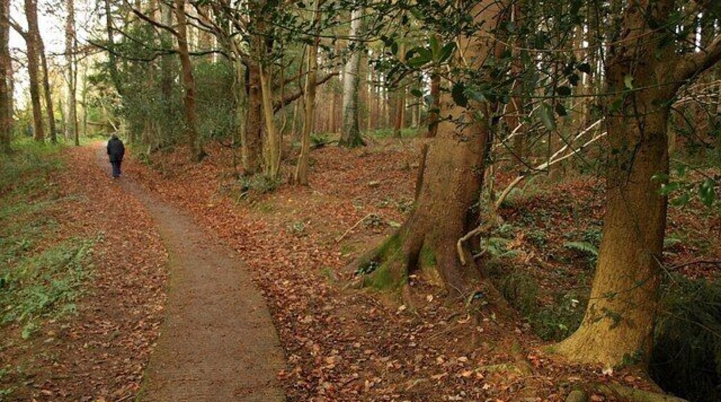 Path to Huxham's Cross. The concrete path, Dartington Footpath 21, climbs steadily past 1068968 on the right and Parsonage Copse on the left.