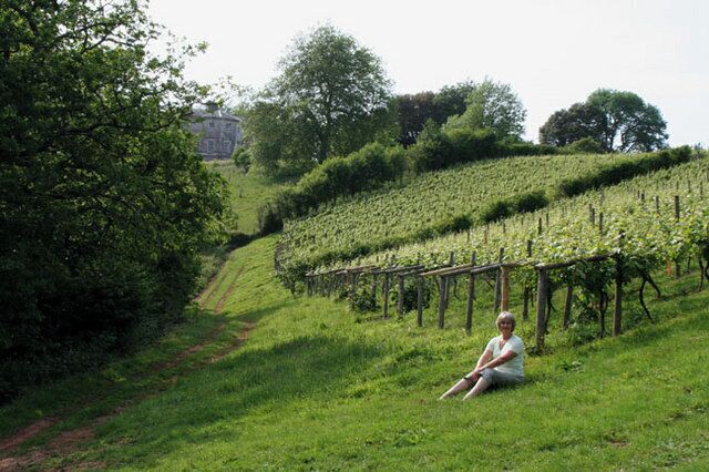 Vineyard and Sharpham House The vineyards at Sharpham with the house in the trees in the background.
