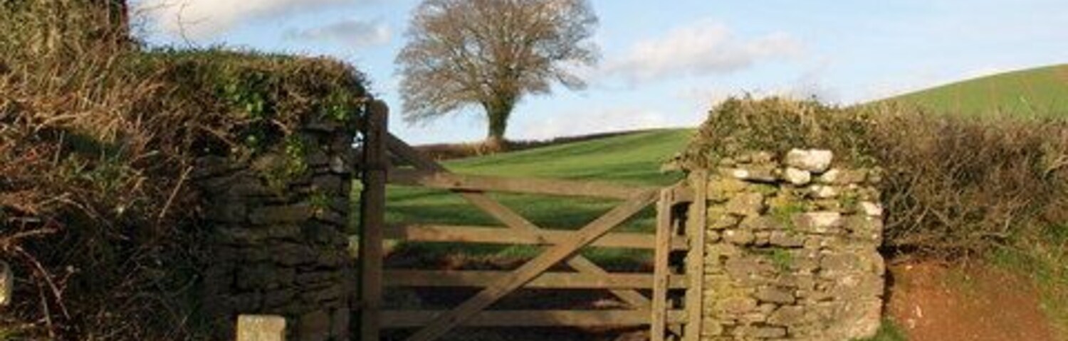 Tree below Rypen Clump An isolated tree in a hedgerow spotted across two gates from the lane between Longcombe Cross and Berry Pomeroy.