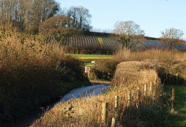Lane to Wash Cross (2). The sign indicates Staverton Footpath 2 leaving the lane; a farm trail around Riverford's organic crops (on the slopes behind) leaves the lane here too. The bright December sunshine creates strong contrasts. Taken from just past the trees shown in 1074403.