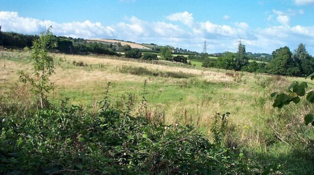 Countryside near Buckyette. Unusually scrubby land in this agricultural area.