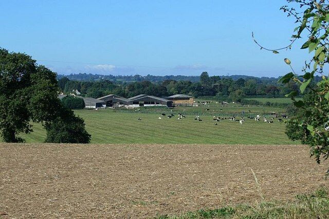 A rural landscape with a field, barns, and grazing sheep.