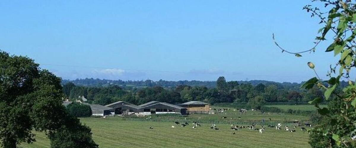 A rural landscape with a field, barns, and grazing sheep.