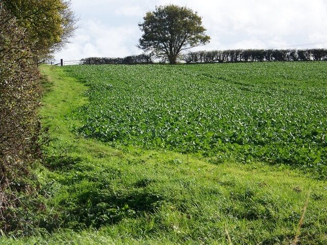 Root crops, Ireland Root crops are of several varieties are widely grown as food for cattle and sheep.