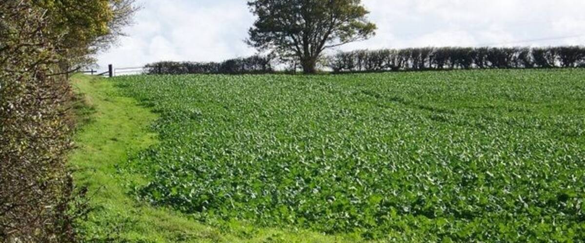 Root crops, Ireland Root crops are of several varieties are widely grown as food for cattle and sheep.