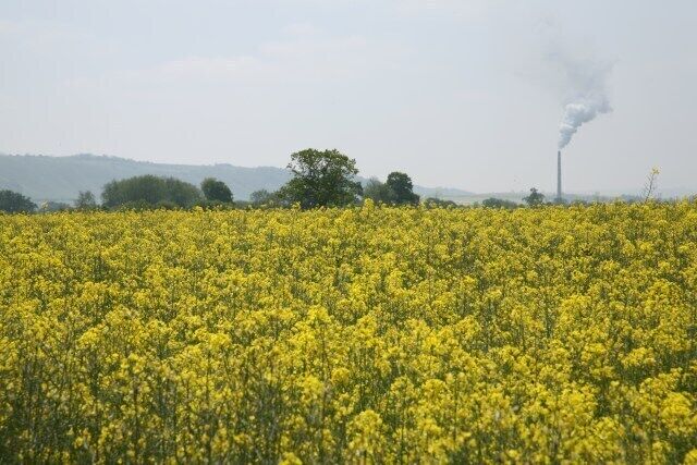 View through rape field towards Westbury cement works Two potential causes of respiratory problems in one image: the pollen from oil seed rape causes extreme hayfever in some, whilst in the past there have also been concerns over the potential effect of the cement works ST8852