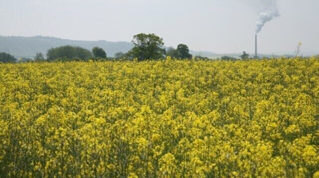 View through rape field towards Westbury cement works Two potential causes of respiratory problems in one image: the pollen from oil seed rape causes extreme hayfever in some, whilst in the past there have also been concerns over the potential effect of the cement works ST8852