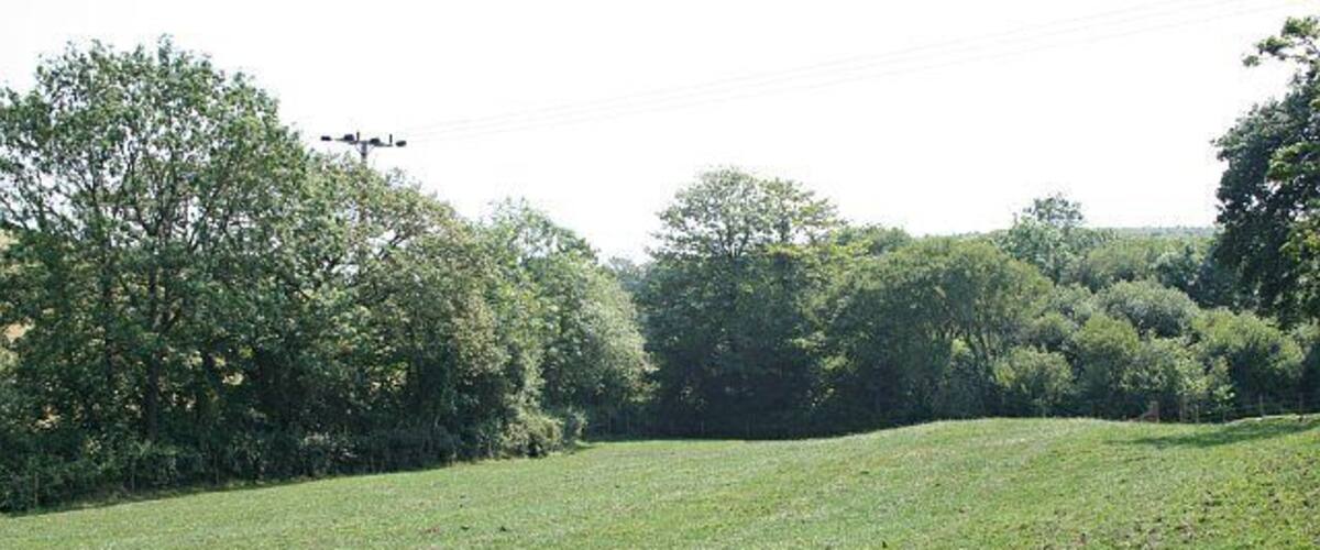 A grassy field with trees in the background.