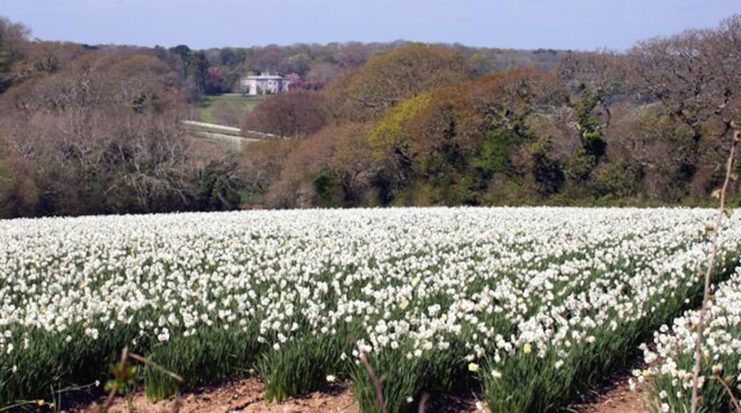 A field of white narcissus near Playing Place, Killiow house can be seen in the background.