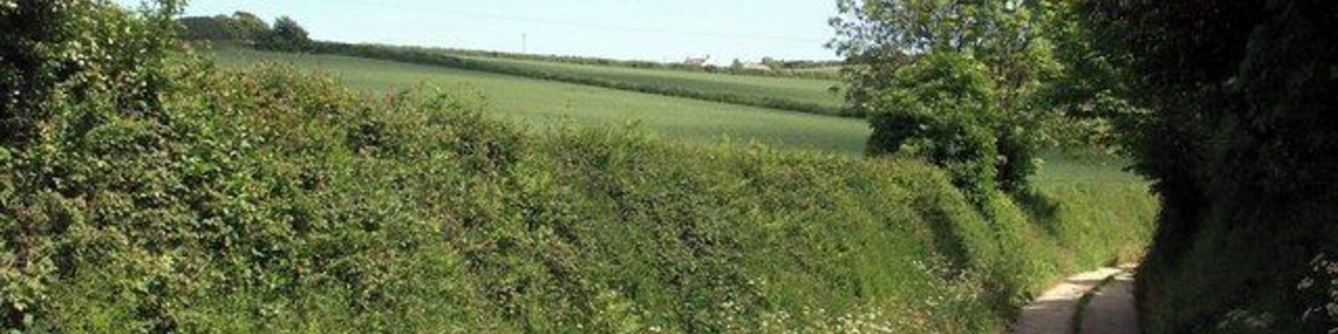 Lane and fields Lane to Lambourne with Ruan High Lanes on the skyline