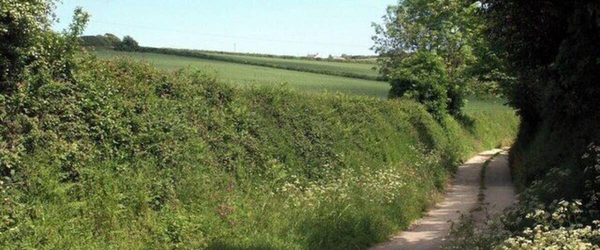 A narrow rural road flanked by dense vegetation and fields.
