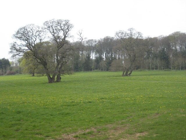 Parkland on the Trewithen Estate