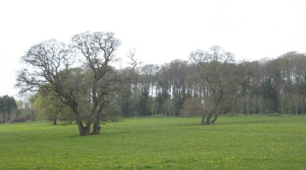 Parkland on the Trewithen Estate