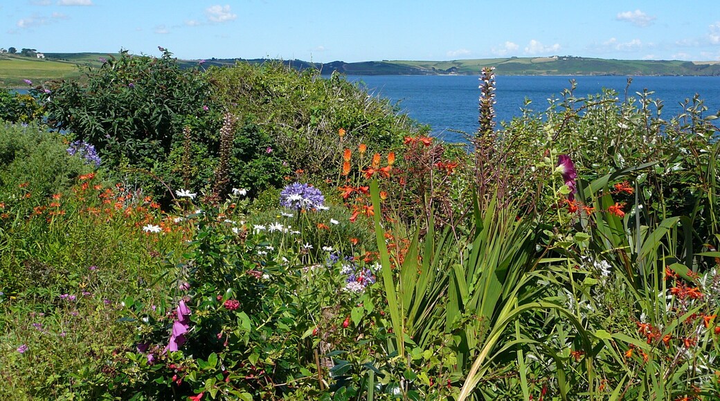 This house, the last (or first) in Portscatho, always has a wonderful semi-wild garden in the summer.