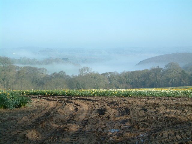Daffodil crop at Treffry. An early morning mist still hangs in the valley in the direction of the Tresillian River.