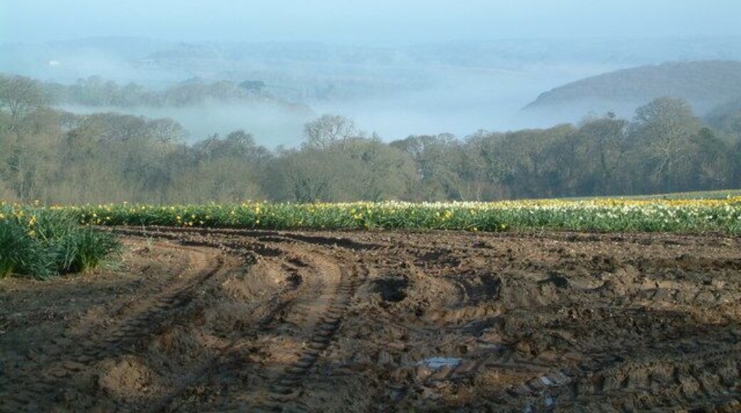 Daffodil crop at Treffry. An early morning mist still hangs in the valley in the direction of the Tresillian River.