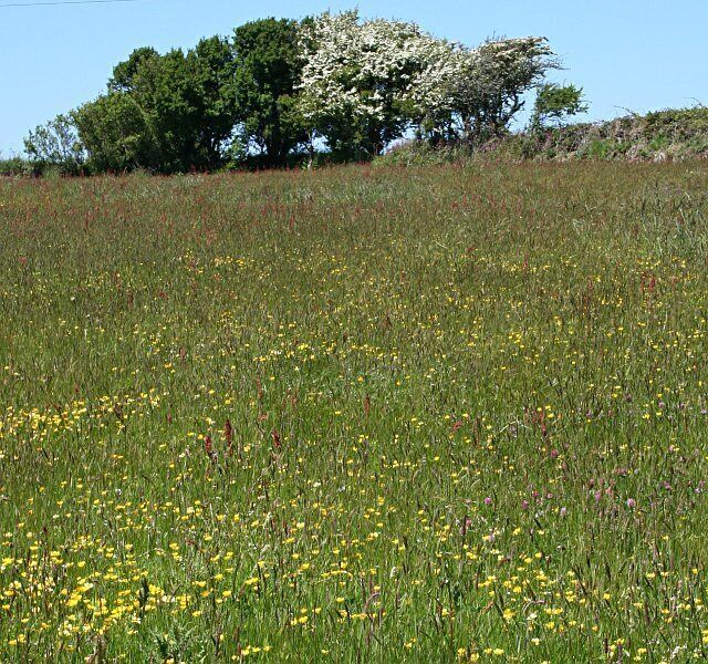 Meadow near Two Burrows. Grass, clover and buttercups are the main constituents of this meadow.