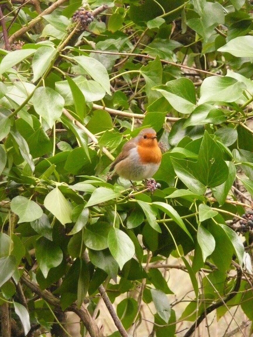 This lovely Robin was feasting on the ivy before it stopped to check what I was doing.