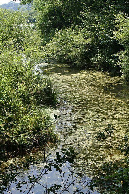 Pond in the Tresillian River Valley. This pond may well have been artificially dug and then abandoned to nature.