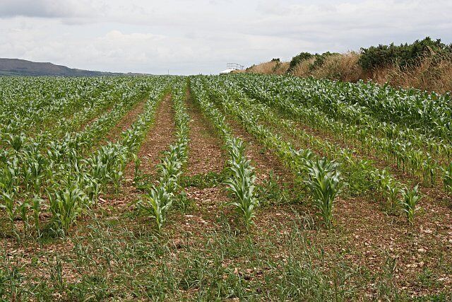 Field of Maize. Maize is an increasingly popular crop in Cornwall grown to be used for animal feed. This shot was taken in early July.
