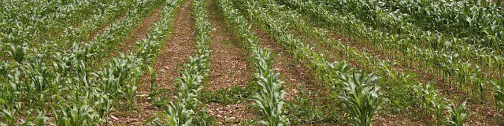 Un campo de cultivo con hileras de plantas.