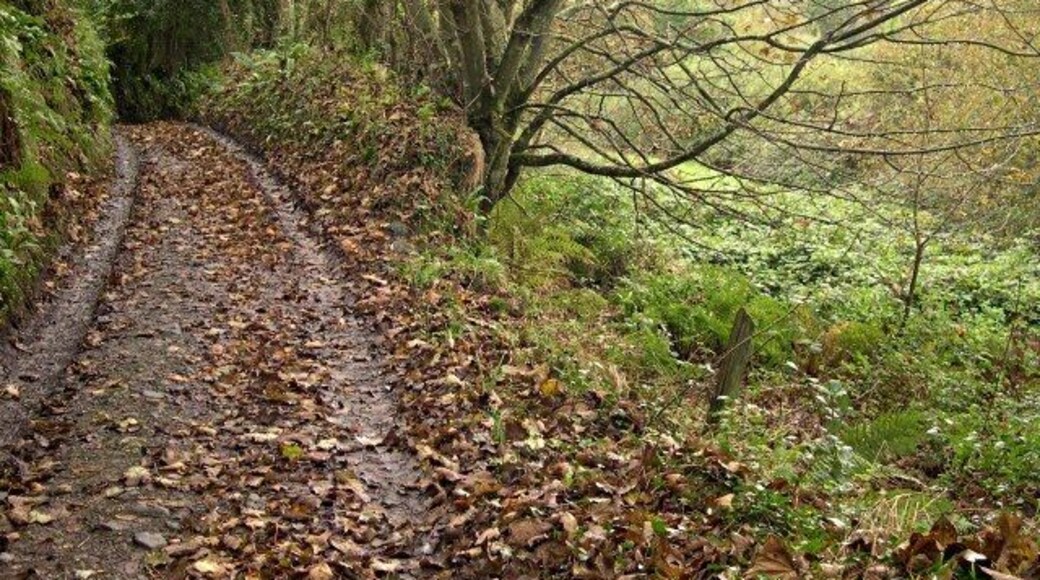 The upper reaches of Chapel Combe In contrast to the mining ravaged bracken covered surface of the lower part of the valley this is a typically green west-country Autumnal scene.