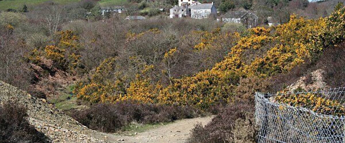 A rural landscape with a dirt path, yellow flowering bushes, and a white building on a hill.