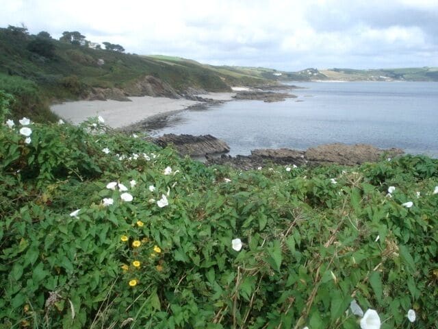 A coastal landscape with white flowers, yellow flowers, and a rocky shoreline.