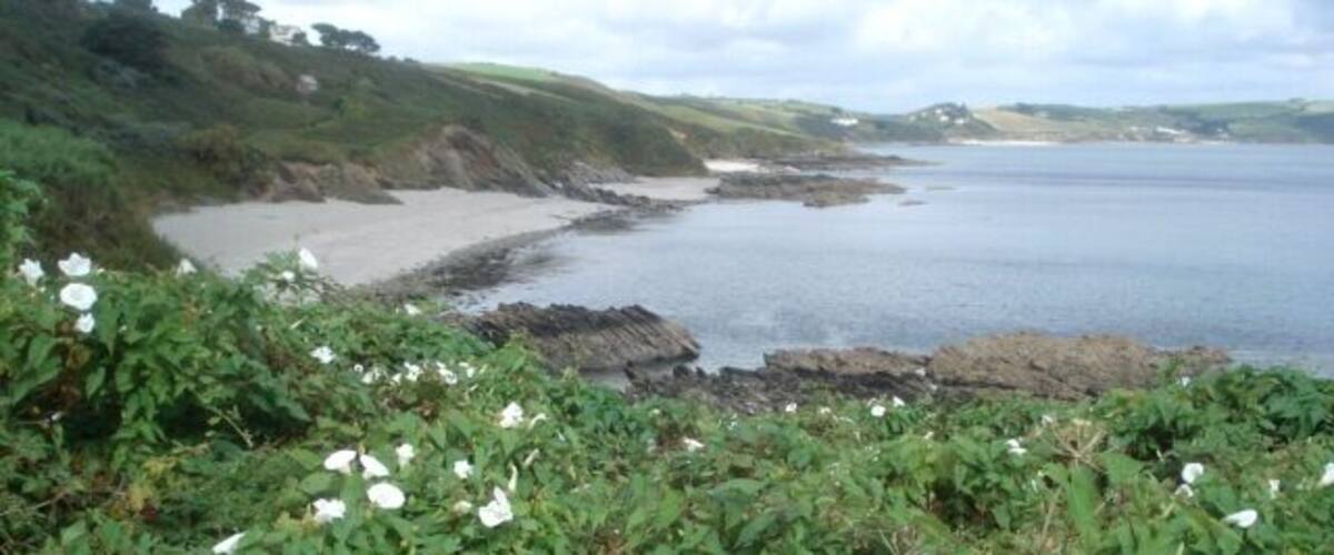 A coastal landscape with white flowers, yellow flowers, and a rocky shoreline.