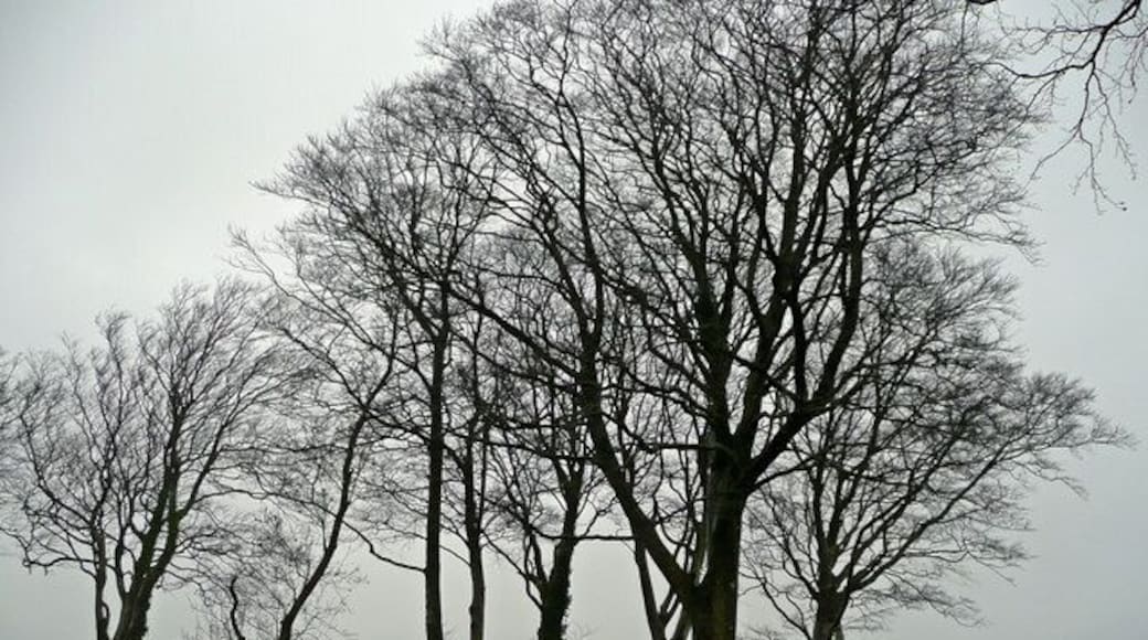 Beeches near Haynetown View north from the Chittlehampton road.
