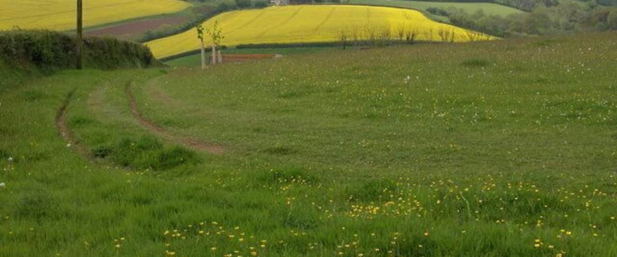 A rural landscape with a dirt path, rolling hills, and fields of yellow flowers.