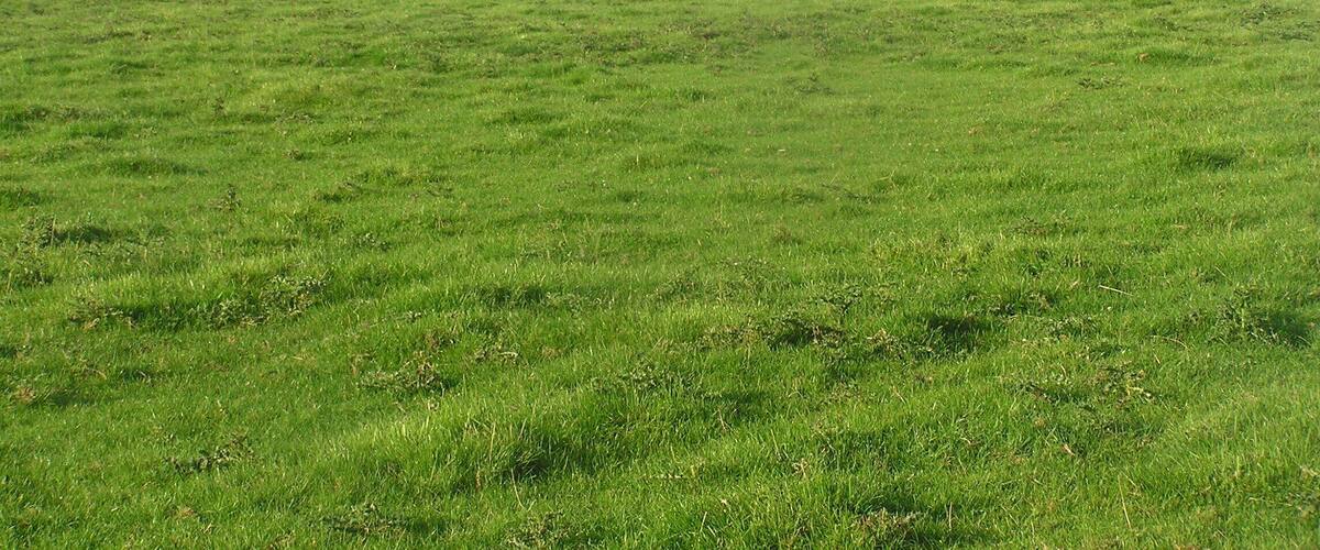 A green field with a hill in the background and a few scattered houses.
