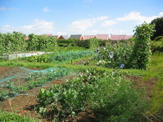 Allotment gardens on Leicester Road, Uppingham. Well tended allotments on the west side of Uppingham.