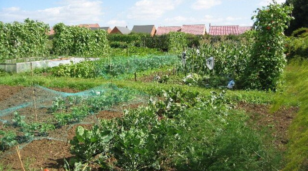 Allotment gardens on Leicester Road, Uppingham. Well tended allotments on the west side of Uppingham.